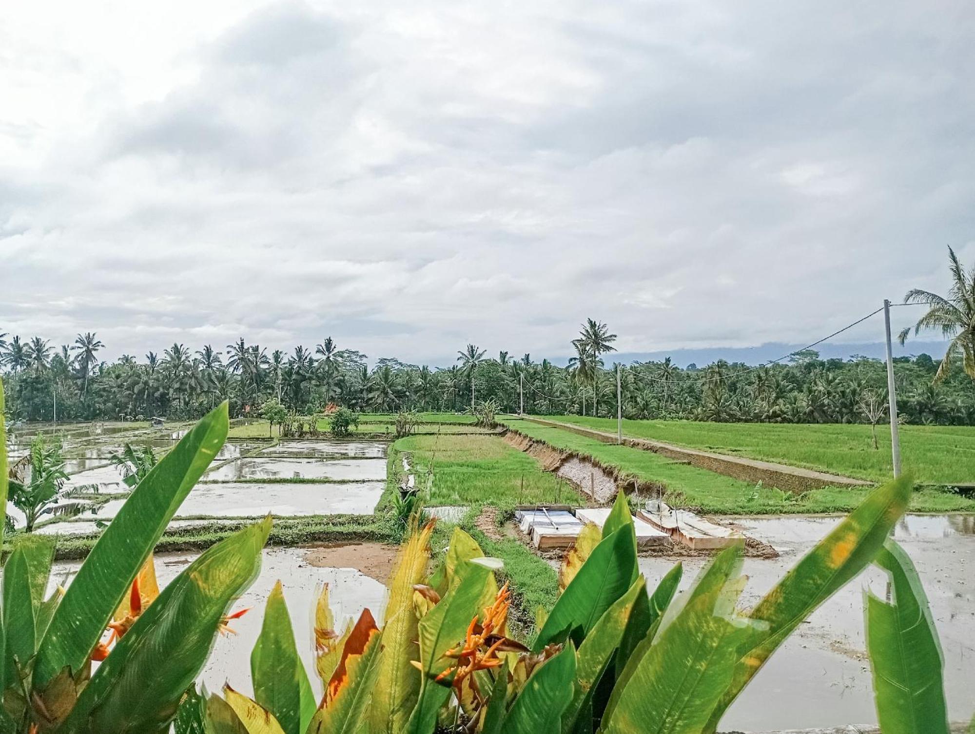 Nyoman Sandat House 1 Ubud  Luaran gambar