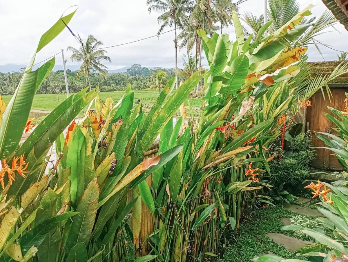 Nyoman Sandat House 1 Ubud  Luaran gambar